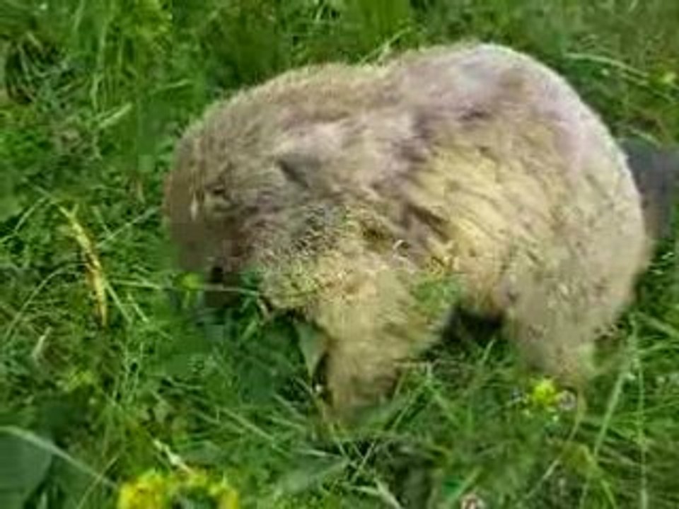 Marmotte (3)