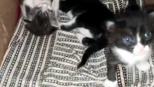 cute kittens ❤️🤣#viral #foryou #cute