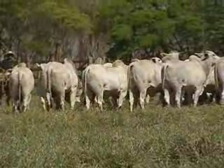 Touros 19º Leilão Marca Z