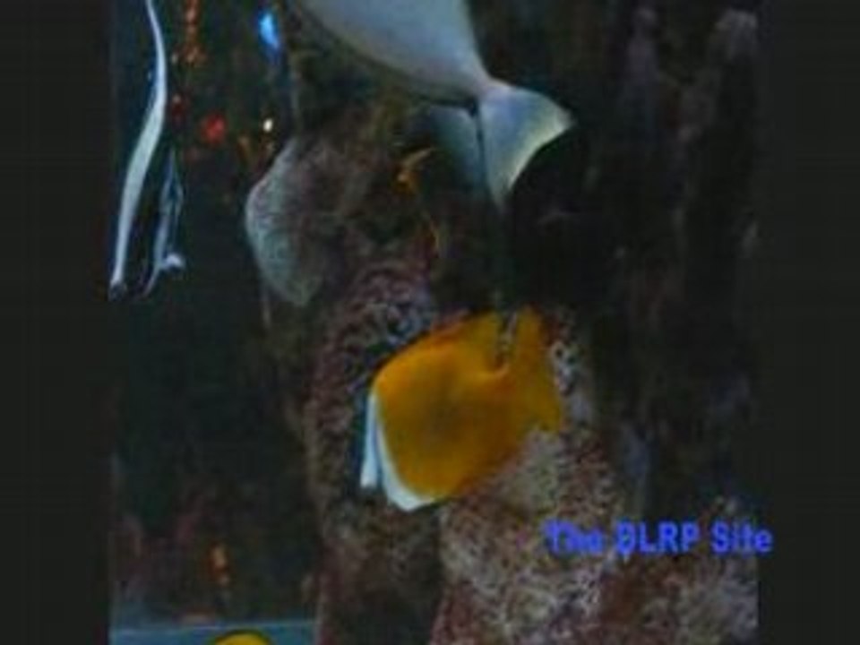 Rainforest Cafe (Disney Village, Disneyland Resort Paris)