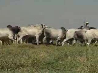 Touros 19º Leilão Marca Z - 2