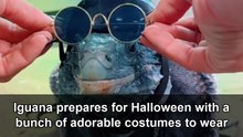 Halloween dress-up brings a reptile into the spooky season with fun outfits