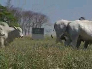 Touros 19º Leilão Marca Z