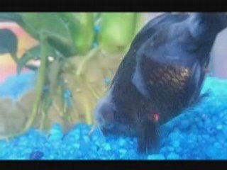 Marshall & Lily (avant la fin)