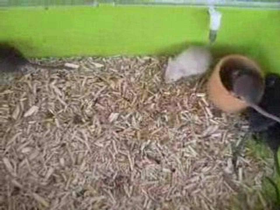 Les ratons d'Houyo (3 semaines) (2)