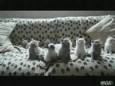 Chats danseurs