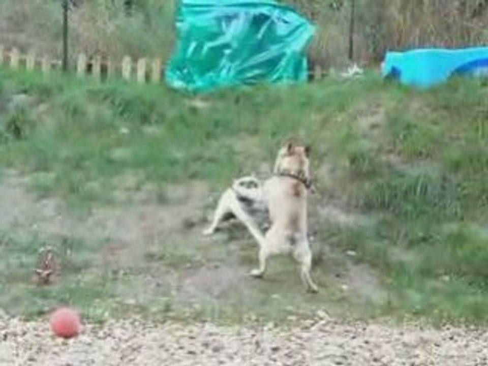 Combat d'ours entre 2 bouledogues