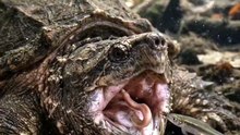 Nature’s Most Deceptive Trap: The Alligator Snapping Turtle 🐢💥