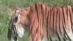 Espace animalier de St Martin la plaine : tigres