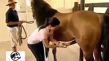 CAVALOS #SHORTS