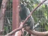Espace zoologique de St Martin la Plaine - les singes