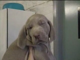 Chiot femelle violet 4sem de Dora & Harper