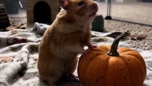This Adorable Hamster Climbs a Pumpkin! 🐹🎃😍 | Cute Animal Moments