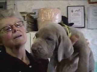 Chiot M kaki 4sem de Dora&Harper