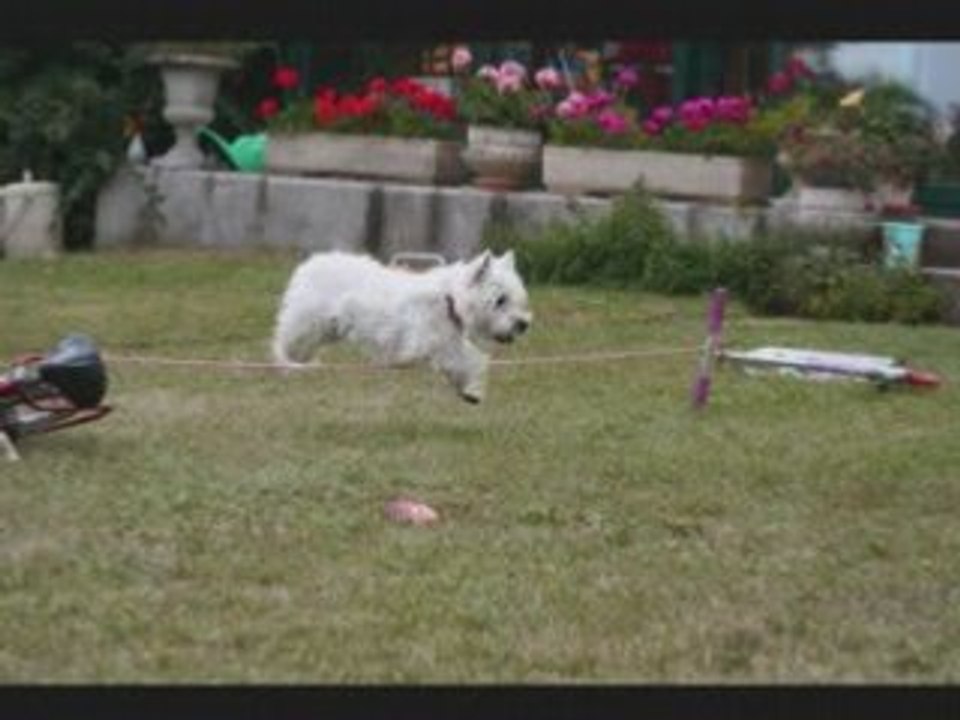 Bugsy un amour de westie