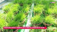 Plantas en los balcones de San Jorge para medir la calidad del aire