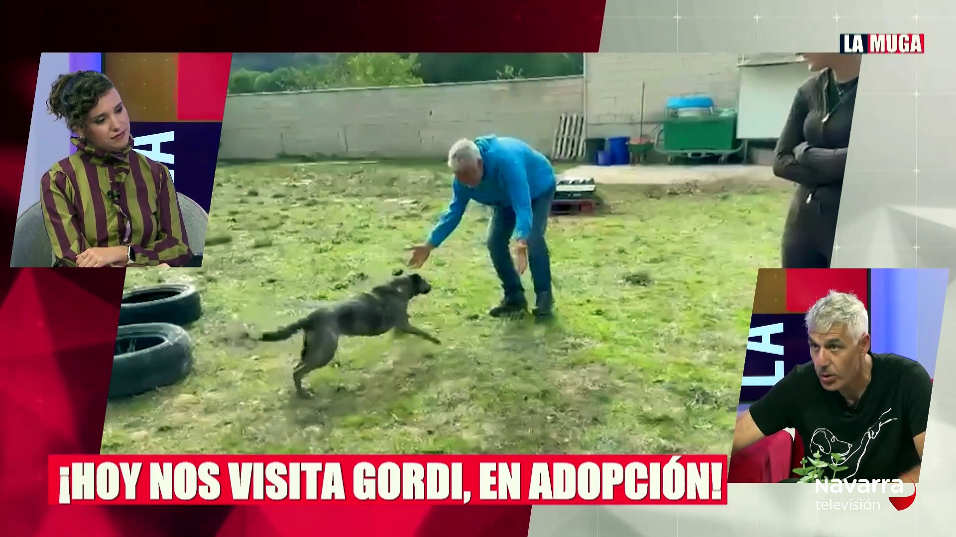 Sección adopta: Gordi, una mestiza de 4 años a la espera de ser adoptada en CPA Gobierno de Navarra