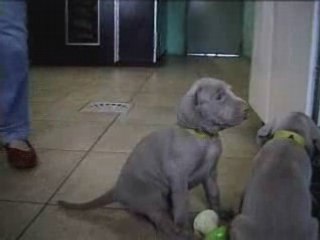 Chiot femelle rouge 4sem de Dora&Harper