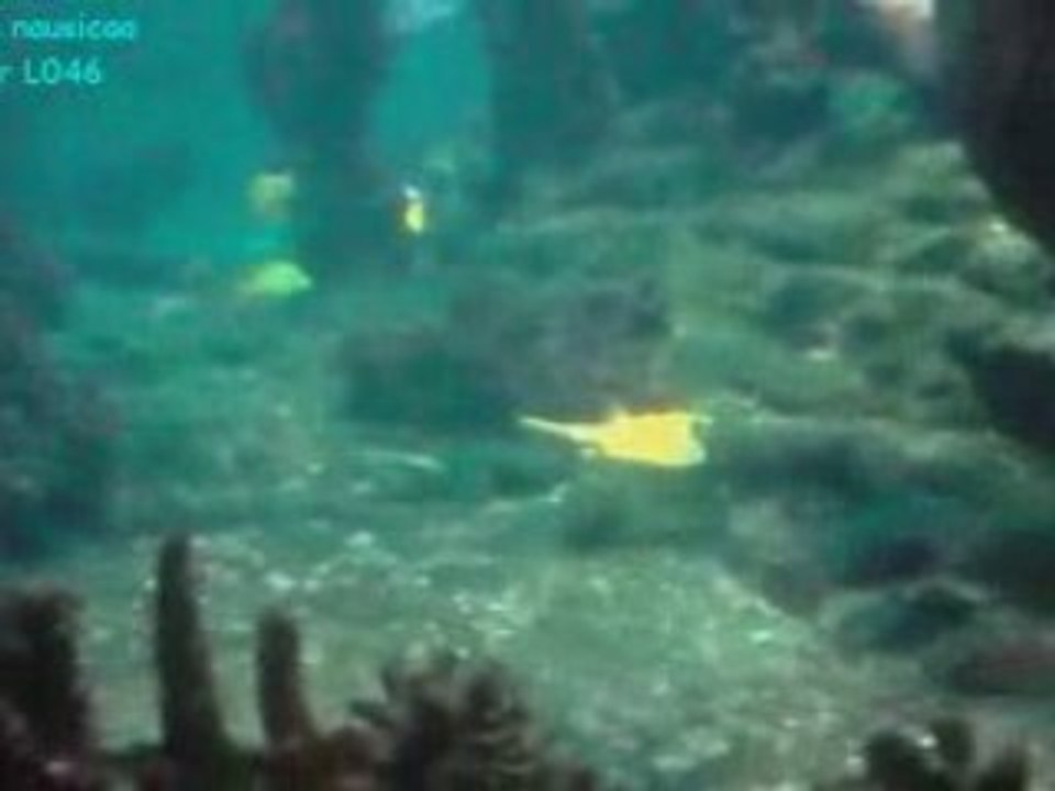 voyage a nausicaa