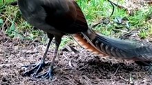 Ye Pakshi Dusron Ki Awaaz Ki Copy Kaise Karta Hai? 😳 | Amazing Lyrebird Facts in Hindi & Urdu