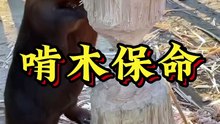 Lý do sinh học giải thích tại sao hải ly liên tục gặm cây để mài răng.