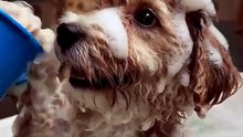 Rescue Pup's First Bubble Bath Is Pure Joy 🛁🐾