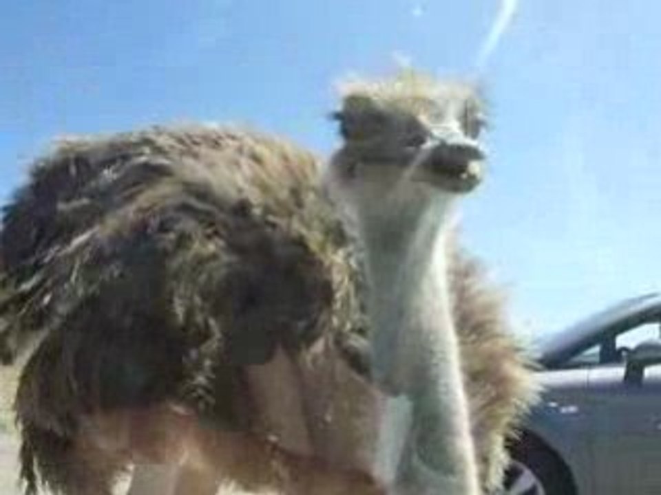 L'autruche... reserve africaine de sigean !!..aout 2008