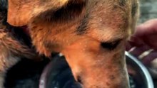 🐶 Rescued From a Hot Car — His First Cool Sip 🐾