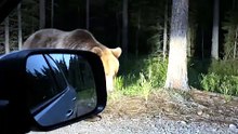 A Bear Walks Right Up to the Car Window… Would You Stay Calm?! 😳🐻