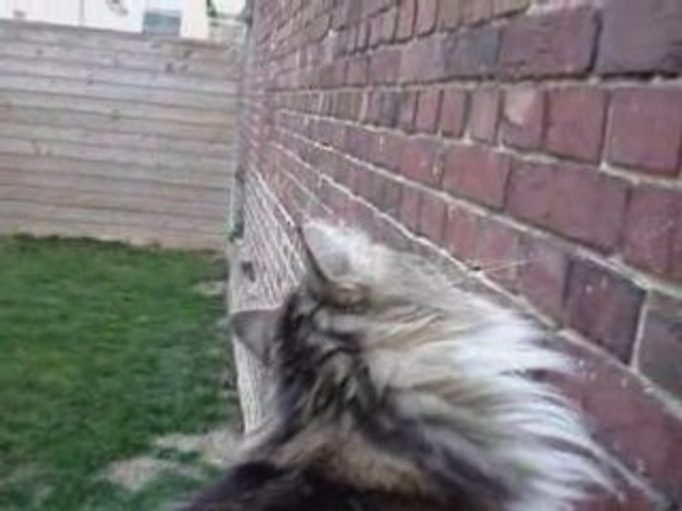 L'antenne de la tentation