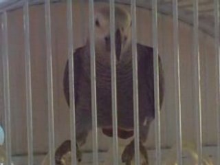 Coucou, cacahuète, Pimousse"