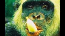 O Macaco que Virou Candidato no Brasil.