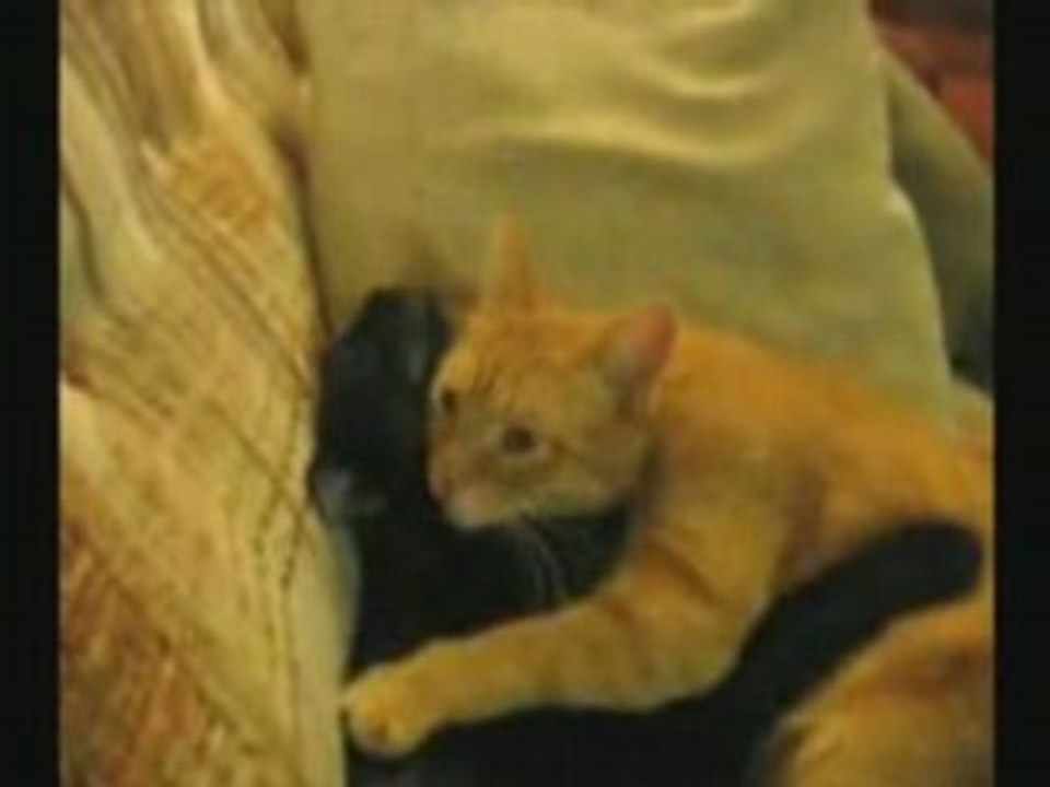 Papouilles entre chats