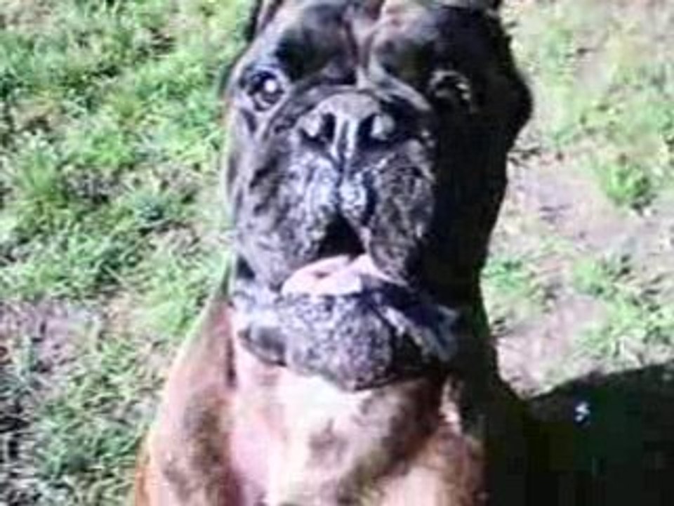 Voici Roy