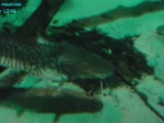 voyage a nausicaa 2