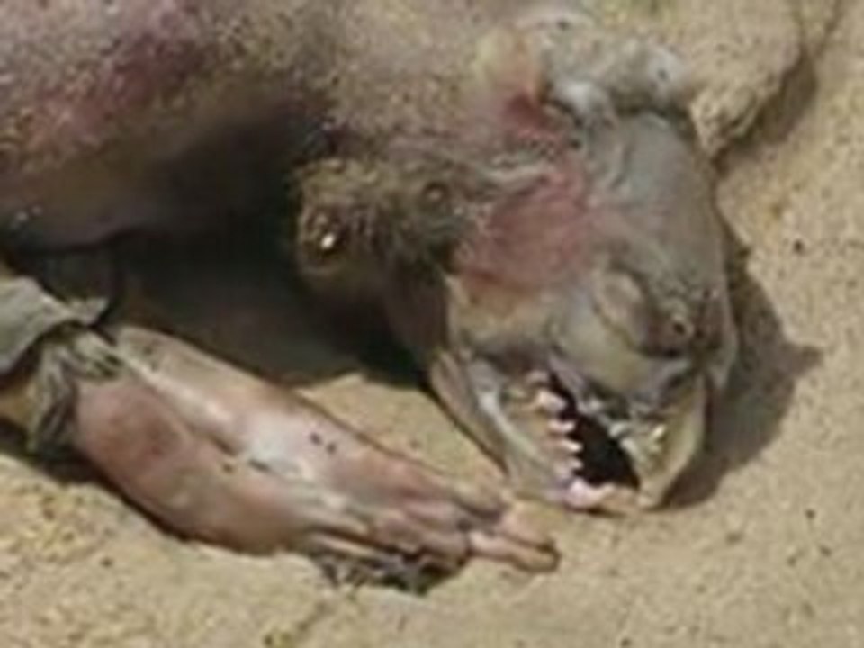 Le mystère du monstre de Montauk