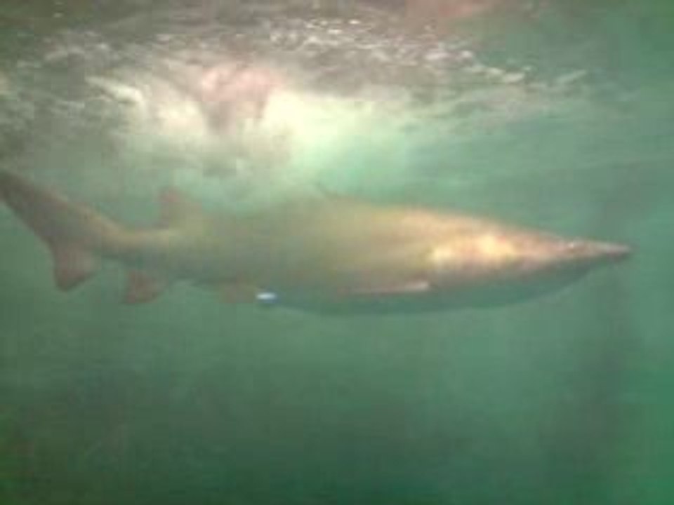 Requin 02