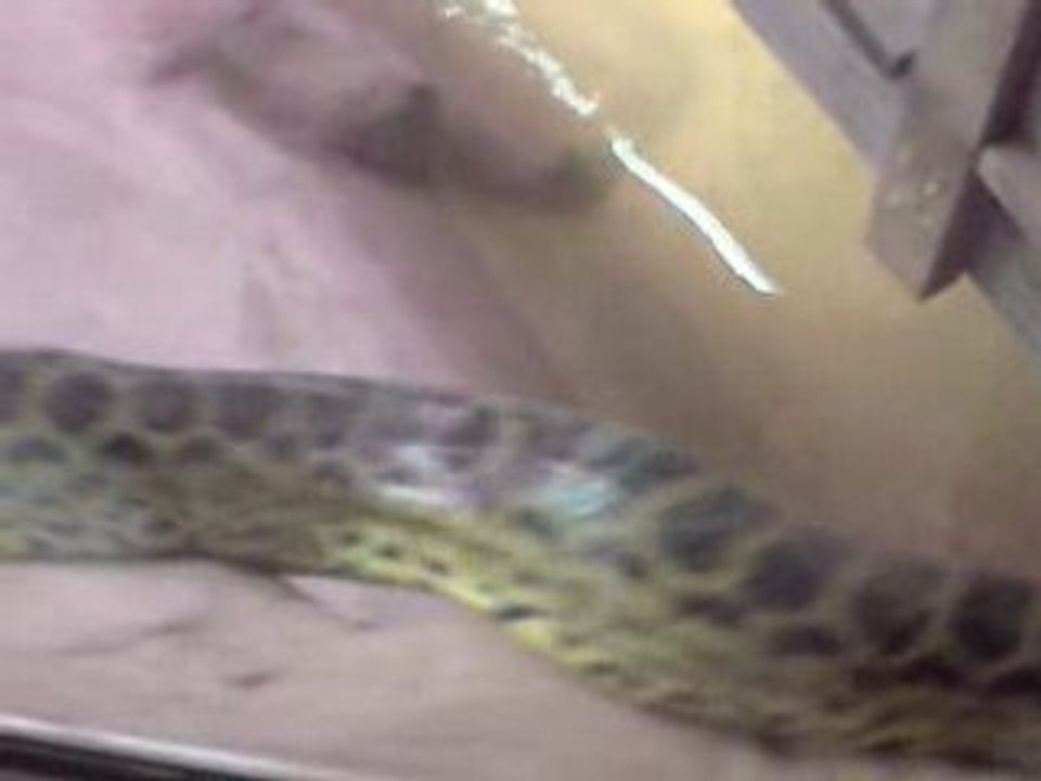 Serpent à Aligator Bay