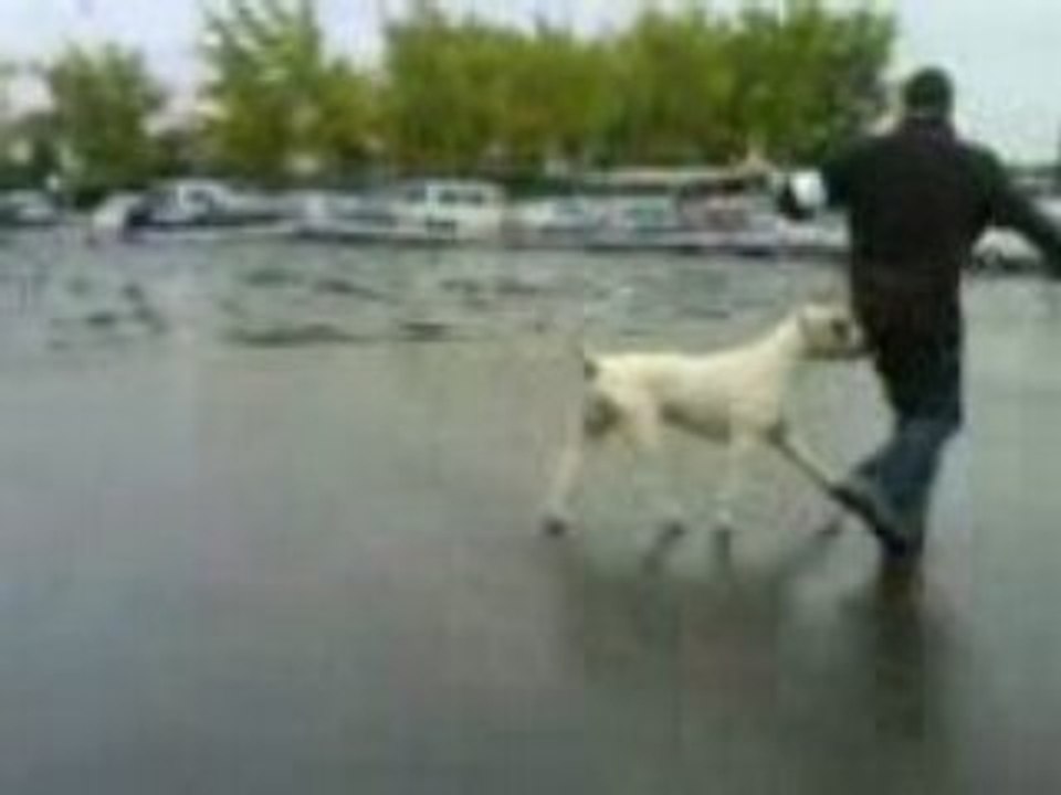 Trakken del Yunteria en exposition canine