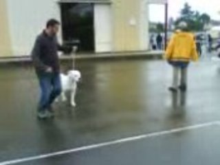 Aura exposition canine