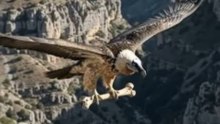 As 7 Aves Mais PERIGOSAS da Terra