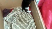 cute kittens ❤️🤣#viral #foryou #cute