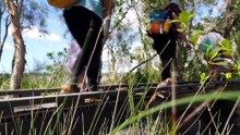 Queensland mothers’ group takes up bushwalking with kids
