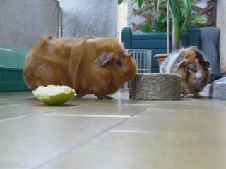 Cochons d'Inde sur le balcon