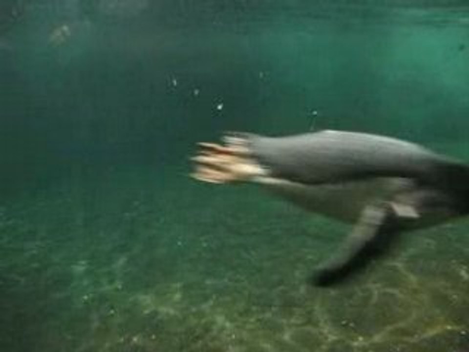 Les manchots d 'Océanopolis