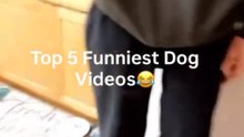 Top 5 Funniest Dog Videos That Will Make You Laugh Out Loud 2026 | Funny Dogs Compilation