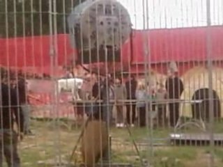 La louve blanche sur la poutre