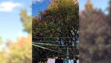 Debbie Fleetwood filmed these bogong moths in her bottlebrush.