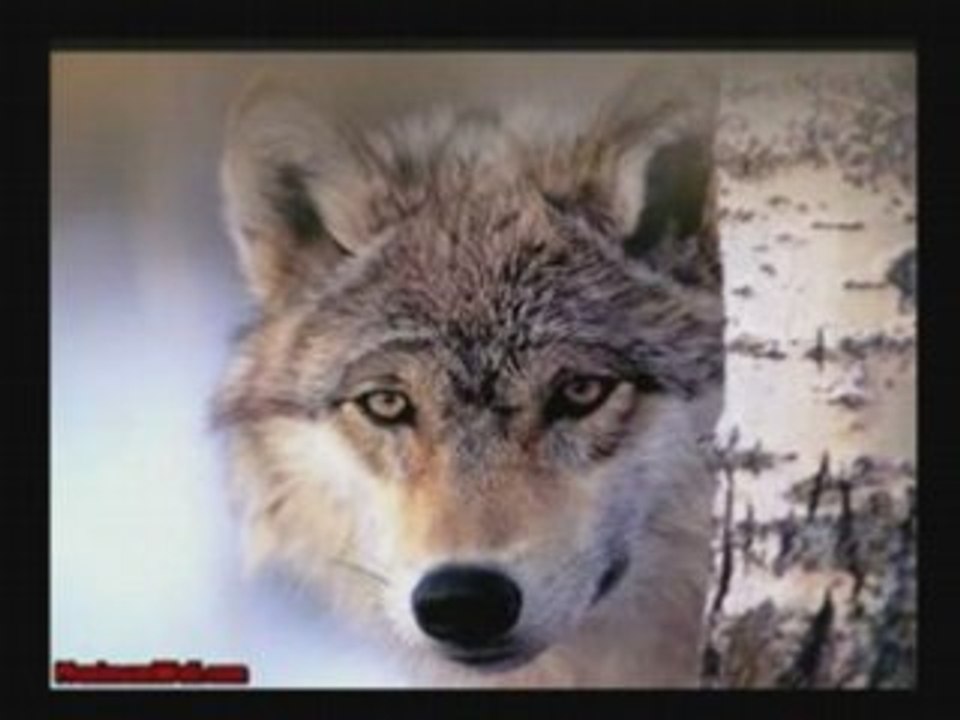 Danse avec les loups 640