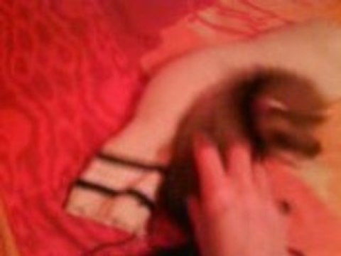 Jeux de bébé furets